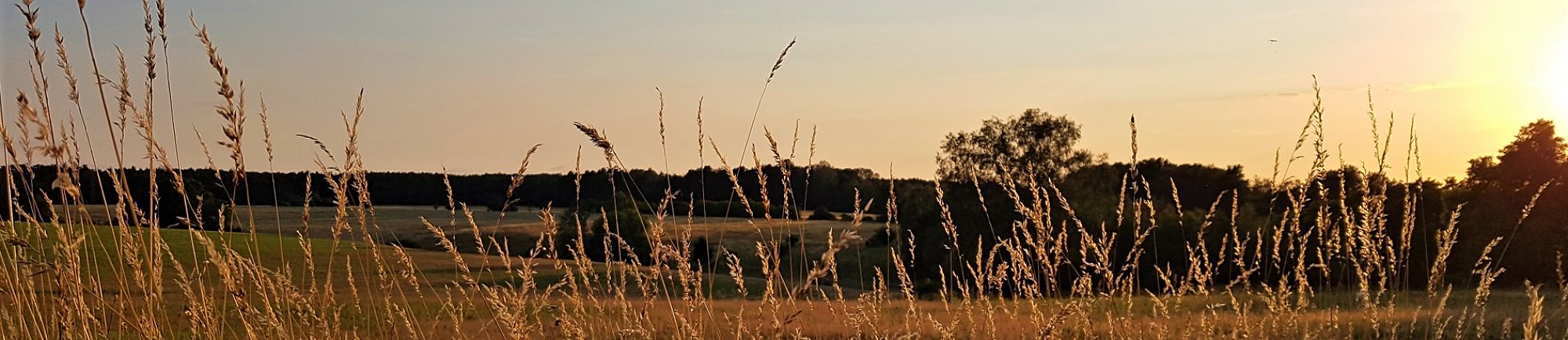 Crinitz Blick von Babben aus, Juni 2020, ©Amt Kleine Elster
